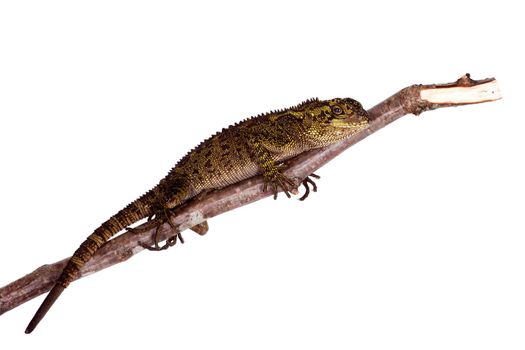 The blue-spotted wood lizard, Enyalioides praestabilis, isolated on white background