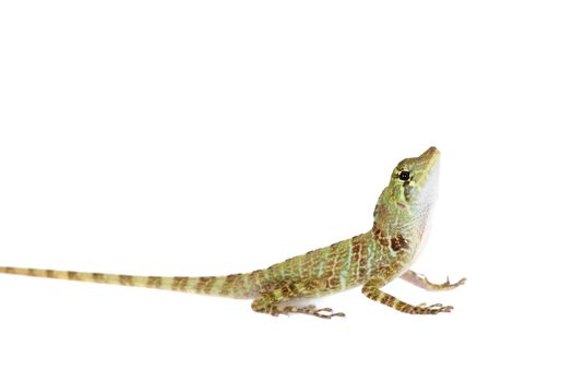 Dactyloa latifrons lizard isolated on white background