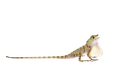 Dactyloa latifrons lizard isolated on white background