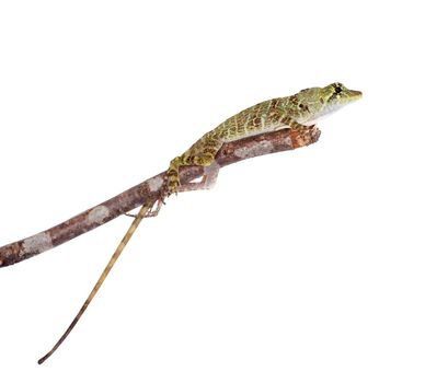 Dactyloa latifrons lizard isolated on white background