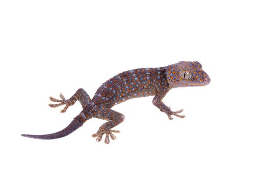 Large or tokay Gecko. gekko, isolated on white background
