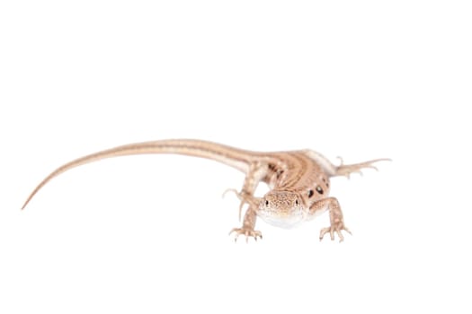 The rapid fringe-toed lizard, Eremias velox, isolated on white background