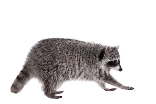 Raccoon, 3 years old, isolated on the white background