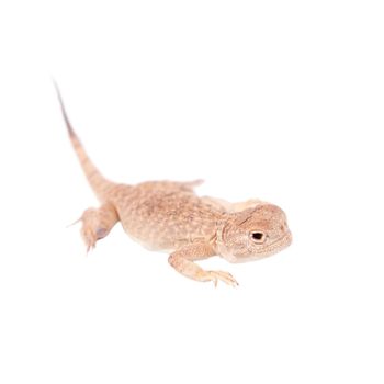 Secret Toad-Headed Agama, Phrynocephalus mystaceus, isolated on white