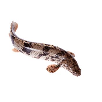 Saddled bichir, Polypterus endlicheri, isolated on white background