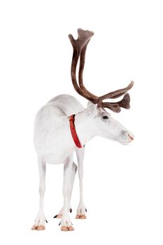 Reindeer, Rangifer tarandus, 4 years old, on the white background