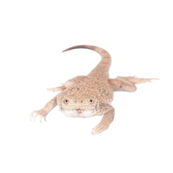 Secret Toad-Headed Agama, Phrynocephalus mystaceus, isolated on white