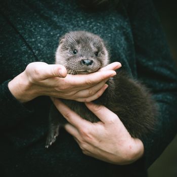 An orphaned European otter cub, lutra lutra, sitting on hands