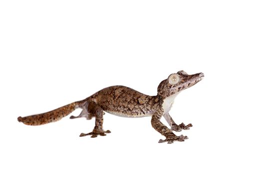 Giant leaf tailed gecko, Uroplatus giganteus, isolated on white background