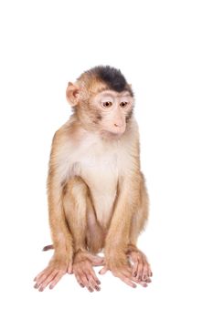 Juvenile Pig-tailed Macaque, Macaca nemestrina, isolated on white