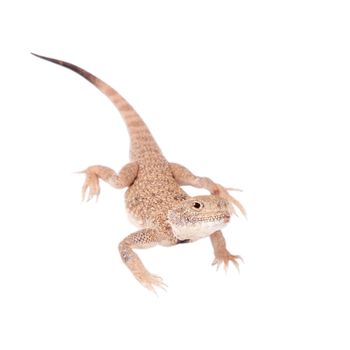 Secret Toad-Headed Agama, Phrynocephalus mystaceus, isolated on white