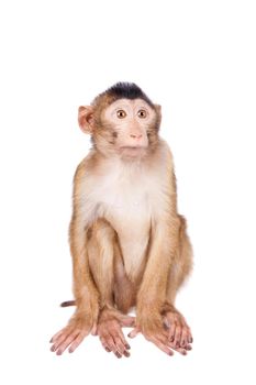 Juvenile Pig-tailed Macaque, Macaca nemestrina, isolated on white