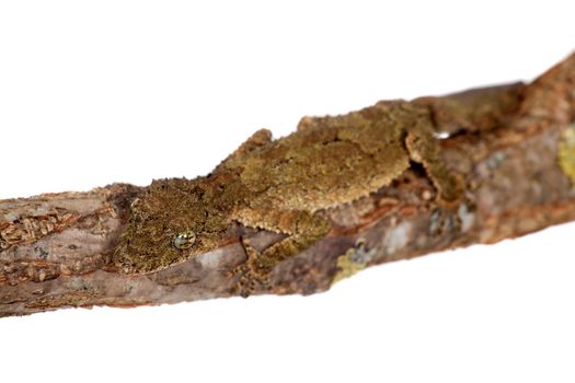 Southern leaf-tailed gecko, Saltuarius swaini, isolated on white background