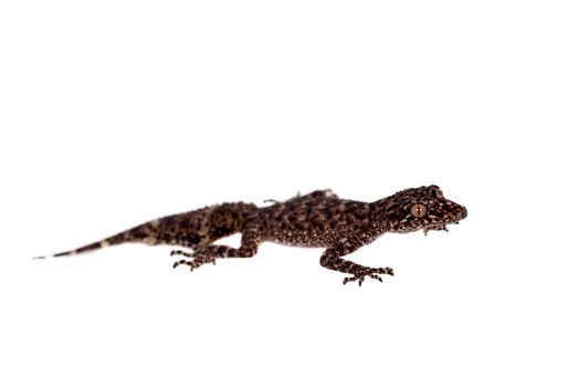 Australian leaf-tailed geckos, Phyllurus amnicola,, isolated on white background