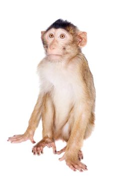 Juvenile Pig-tailed Macaque, Macaca nemestrina, isolated on white