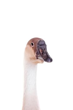 Brown domestic goose isolated on a white background