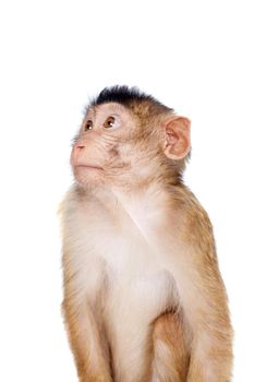 Juvenile Pig-tailed Macaque, Macaca nemestrina, isolated on white