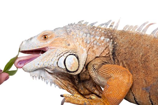 Green Iguana, 10 years old, isolated on the white background