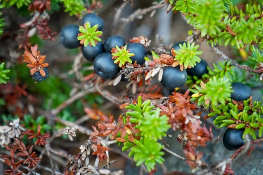 Black crowberry, Empetrum nigrum, on White sea bay, Russia