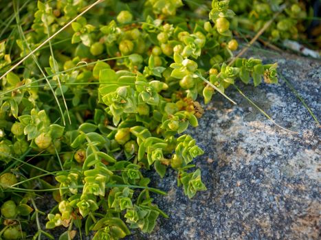 Black crowberry, Empetrum nigrum, on White sea bay, Russia