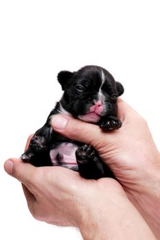 French bulldog puppy, 3 weeks old, isolated on white background