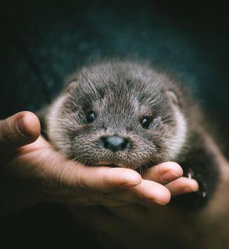 An orphaned European otter cub, lutra lutra, sitting on hands