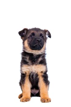 German shepherd puppy isolated on white background