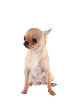 Chihuahua, 7 month old, isolated on the white background