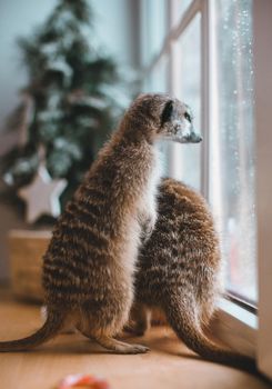The meerkat or suricate cubs, Suricata suricatta, in decorated room with Christmass tree in front of window