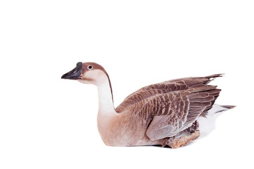 Brown domestic goose isolated on a white background