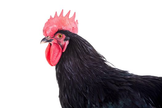 Black rooster isolated on a white background