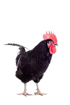 Black rooster isolated on a white background