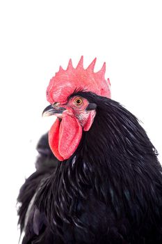 Black rooster isolated on a white background