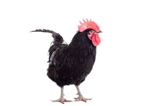 Black rooster isolated on a white background