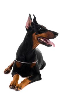 Portrait of black doberman isolated on white background