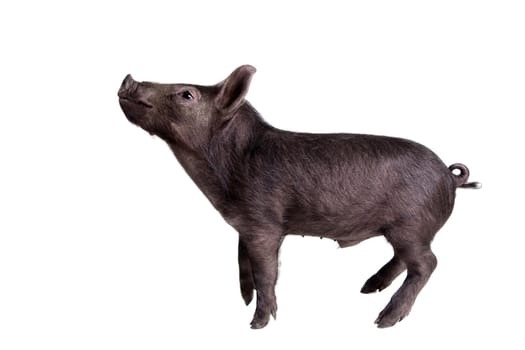 Little black piggy isolated on the white background