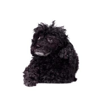 Black poodle dog isolated on white background