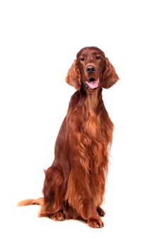 Beautyfull Irish Red Setter isolated on white background