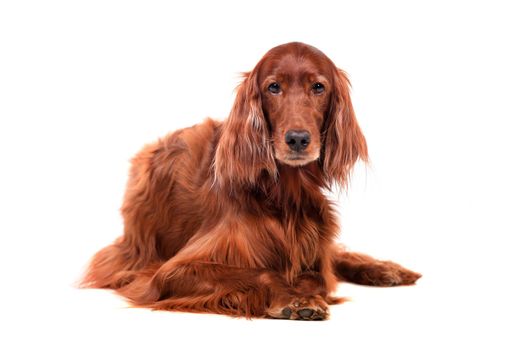 Beautyfull Irish Red Setter isolated on white background