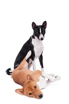 Two Basenjis isolated on the white background