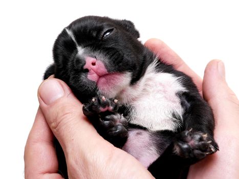 French bulldog puppy, 3 weeks old, isolated on white background