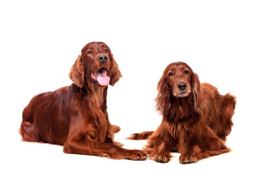 Two Irish Red Setters isolated on white background
