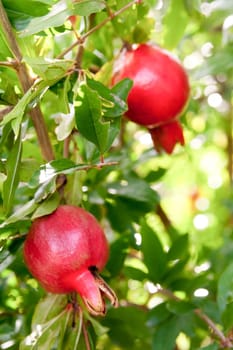 A Branch ripe with freshness red pomegranate