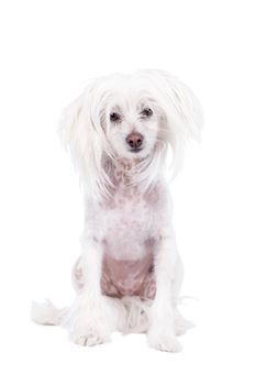 Chinese crested dog isolated on white background