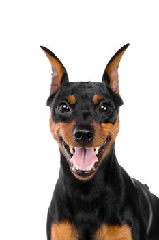 Dwarfish pinscher costs. Isolation on the white background