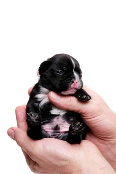 French bulldog puppy, 3 weeks old, isolated on white background