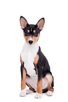 Little Basenji puppy, 3 month old, on the white background