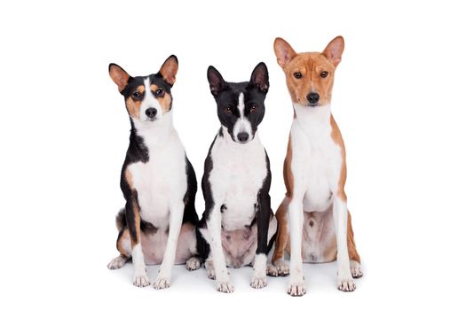 Three basenjis, tricolor, black and red color coats