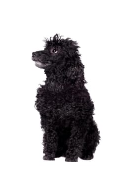 Black poodle dog isolated on white background