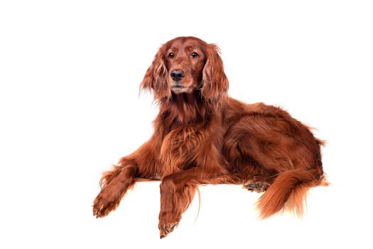 Beautyfull Irish Red Setter isolated on white background